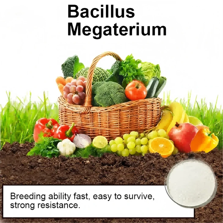 Bacillus Pumilus